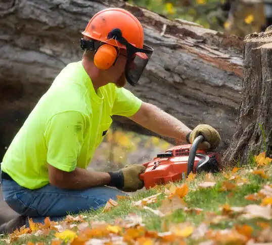 tree services Jean Lafitte